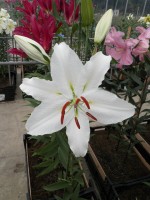 [1882 Mission DJ No01.JPG]